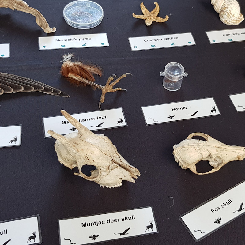 Bones and Body Bits, NWT Hickling BroadStubb RoadHicklingNR12 0BW | Look at our natural history items and learn how to tell the difference between a fox and badger skull … | Tracks and trails, owl pellets, wildlife, evidence, Norfolk Broads