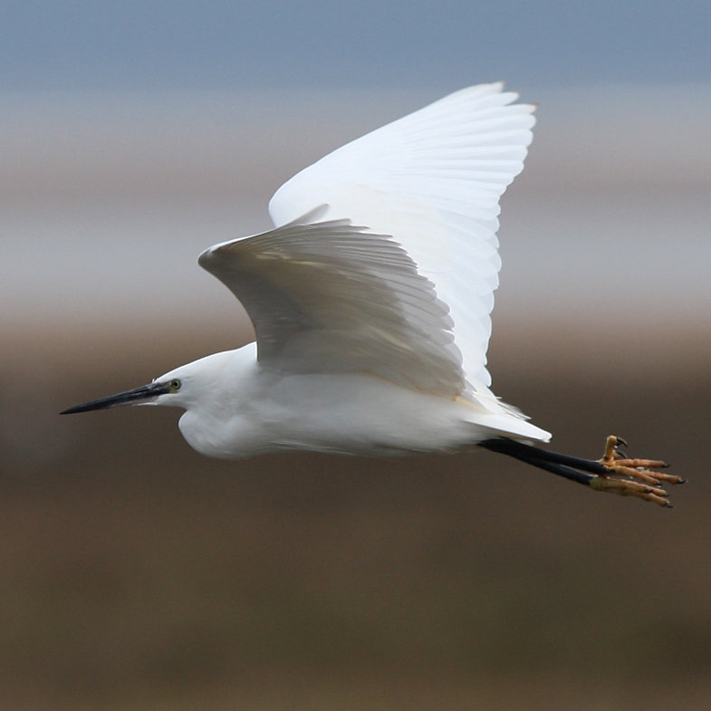 Burnham Overy Guided Walk, Meet at One Stop Nature Shop, Burnham Deepdale | High summer is the perfect time to enjoy the wildlife that abounds in Burnham’s coastal saltmarshes and dunes. | walk, nature, wildlife, spring, flowers, birds, mammals