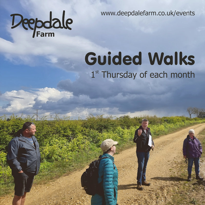 Deepdale Farm Guided Walk | Nathan will lead a guided walk around Deepdale Farm on the first Thursday of each month. | Deepdale Farm, Burnham Deepdale, Norfolk, PE31 8DD