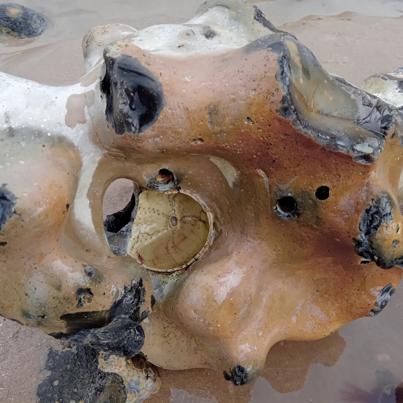 Fascinating Fossils | Family event | West Runton Beach, Water Lane, West Runton, Norfolk, NR27 9QP