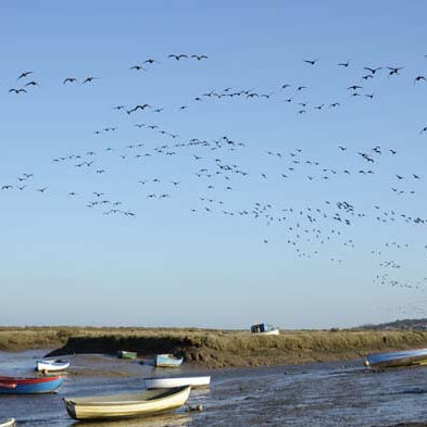Flights of Geese, Along the north Norfolk coast | Many thousands of geese visit the north Norfolk coast during the Winter months. | outdoor, walking, wildlife, geese, north norfolk coast, bird watching, birding