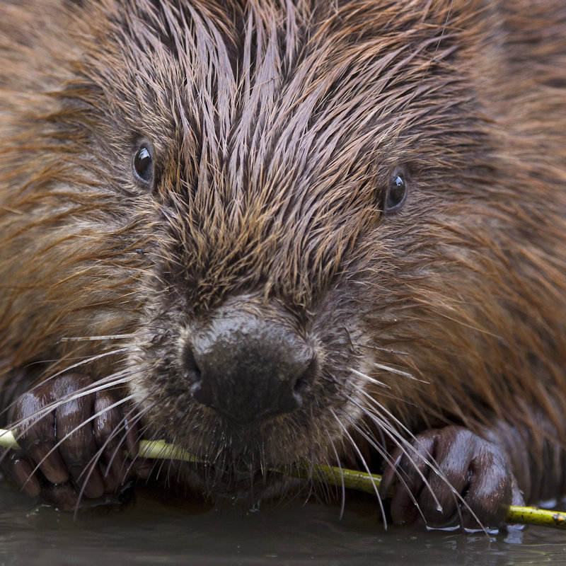 The Glaven Beavers | Habitats, natural history, ancient culture and the future of Castor fiber.  | Cley Marshes Visitor Centre, Coast Rd, Cley next the Sea NR25 7SA