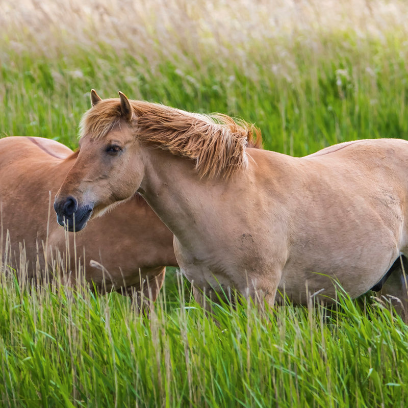 NWT Children’s Wildlife Watch - Pony Checks, NWT Hickling BroadStubb RoadHicklingNR12 0BW | The ponies help the wardens manage many of our reserves.  | Nature, wildlife, ponies, grazing, habitat management, Norfolk Broads