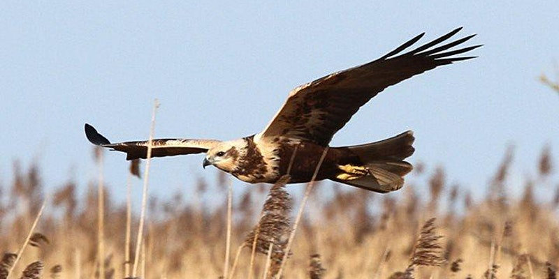 NWT Children’s Wildlife Watch - Raptor Roost, NWT Hickling BroadStubb RoadHicklingNR12 0BW | Learn the difference between the raptors; their different behaviours, how to identify them and their life cycle.   | Raptor, bird watching, nature, wildlife, Norfolk Broads