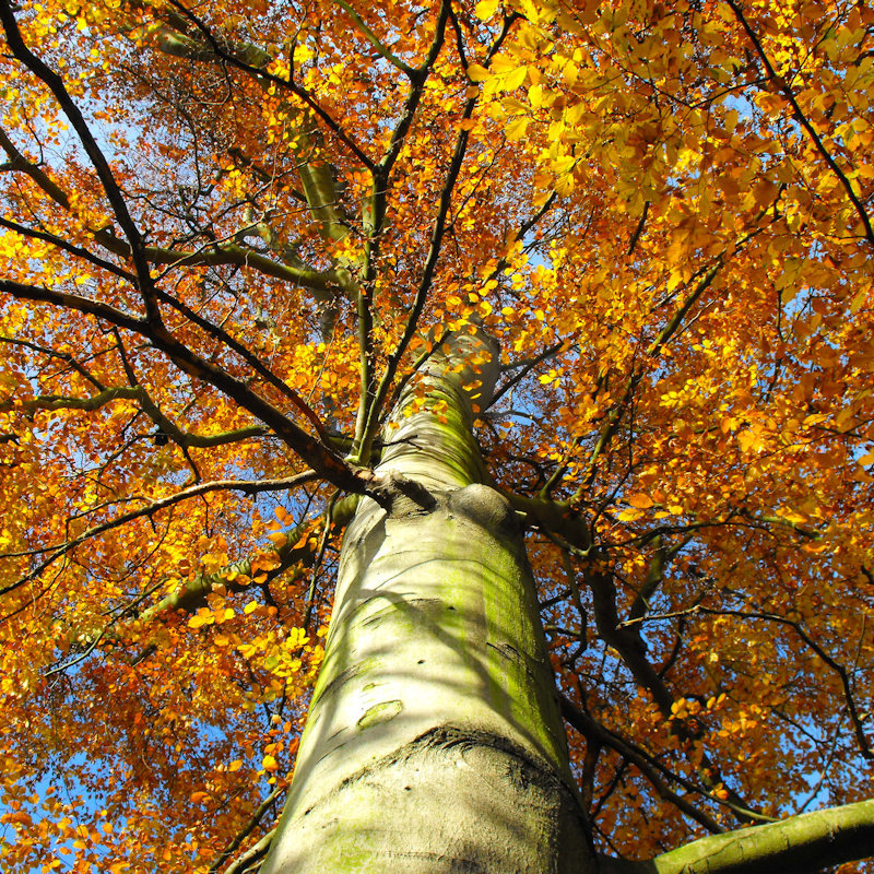 Tremendous Trees | Family event | NWT Foxley Wood, Themelthorpe�Road, Foxley, Dereham, NR20 4QR�
